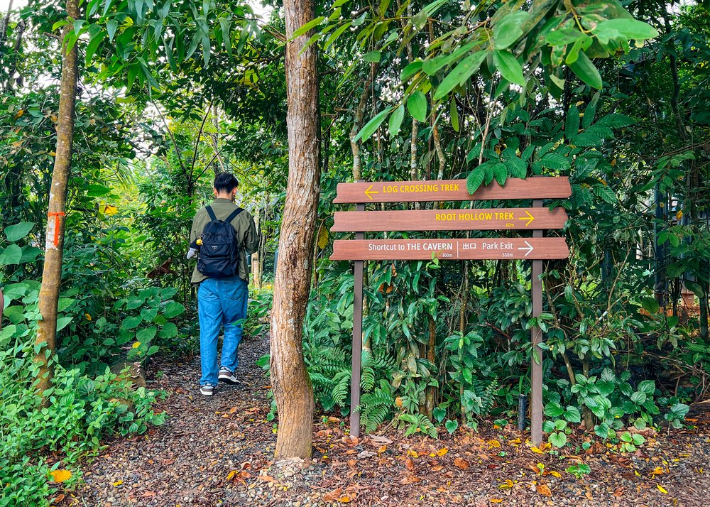 Mandai Rainforest Wild Asia - Forest Floor Log Crossing Trek