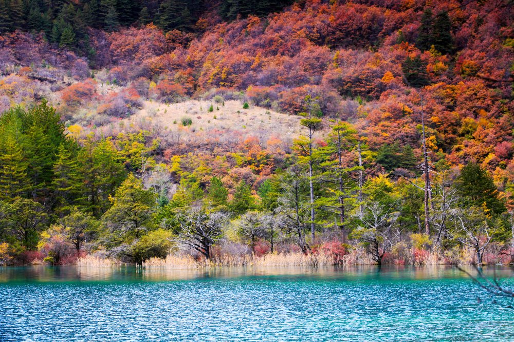 Mùa Thu (Tháng 9 Đến Đầu Tháng 11): Mùa Lá Đỏ Quyến Rũ