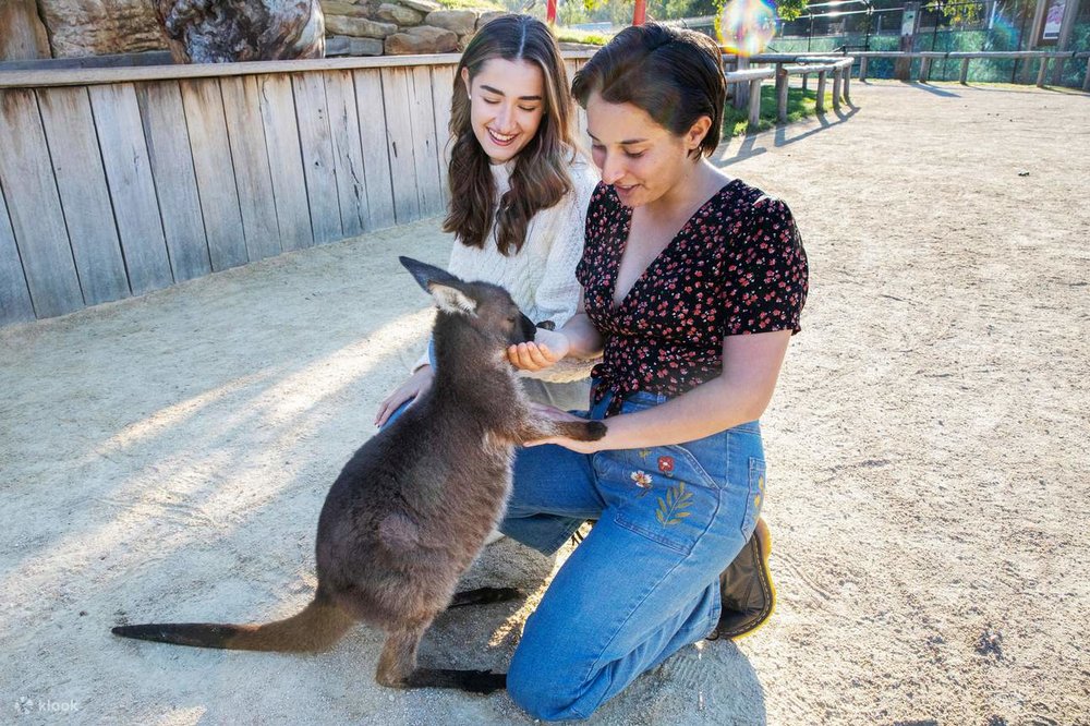 藍山國家公園 澳州 悉尼 澳州景點 悉尼景點