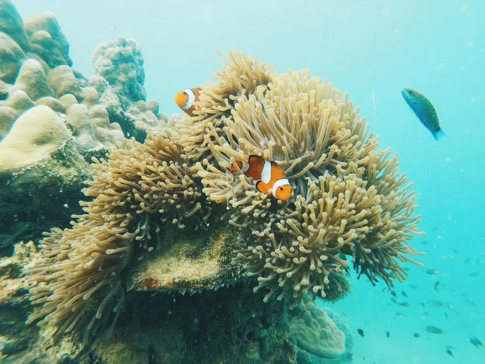 皮皮島一日遊推薦 #3  竹子島（Bamboo Island） 