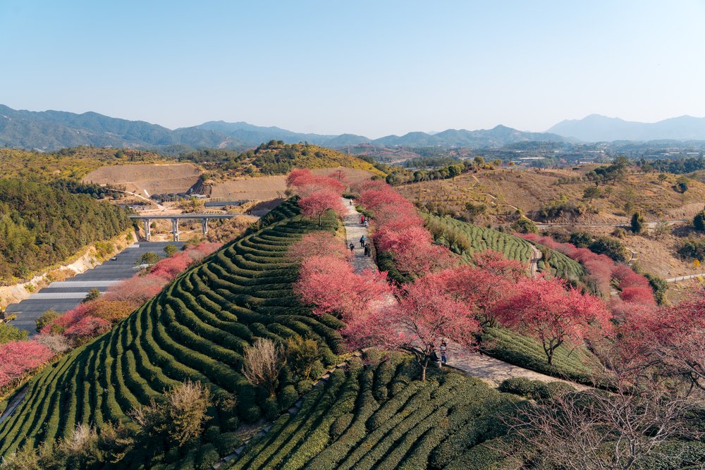 China Cherry Blossom Forecast - Yongfu Cherry Blossom Garden