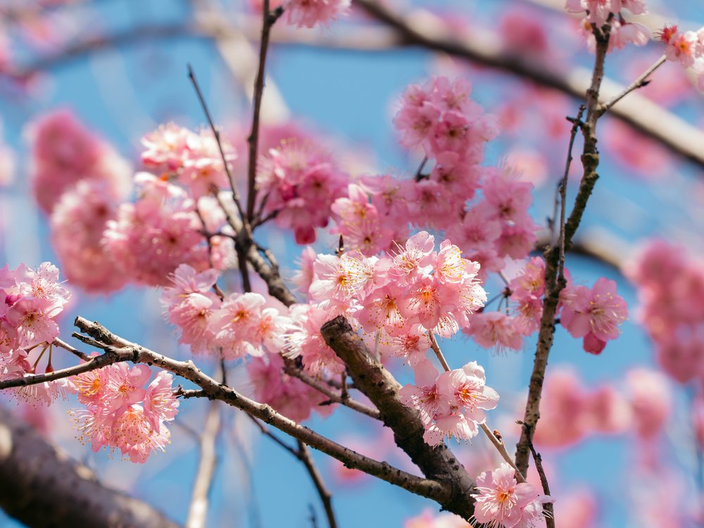 China Cherry Blossom Forecast - Closeup of Sakura at Yongfu Cherry Blossom Garden