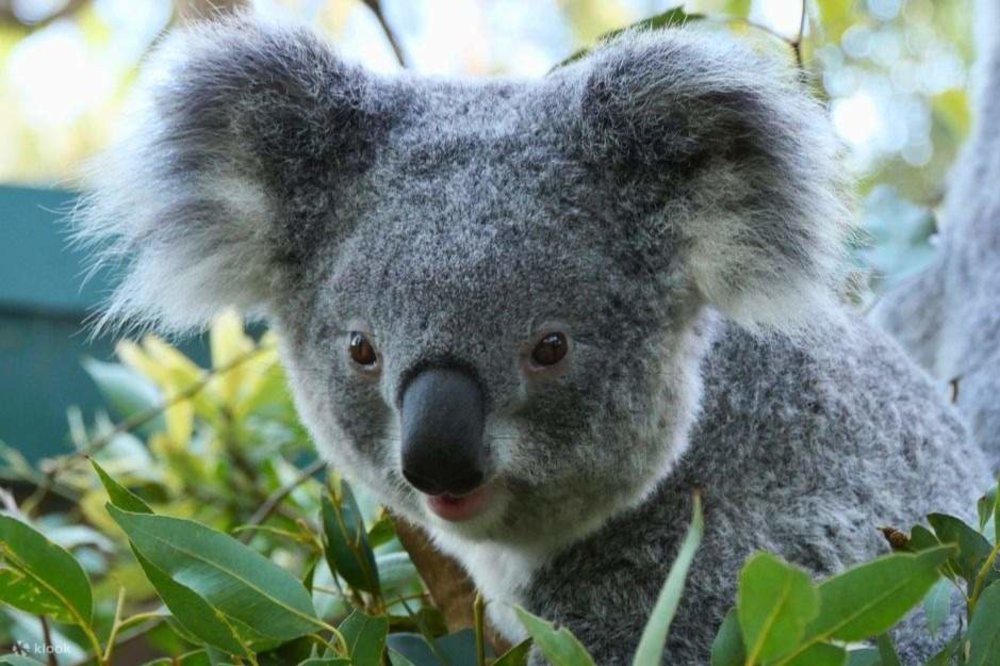 澳洲 墨爾本 澳洲景點 墨爾本景點 墨爾本自由行 澳洲自由行