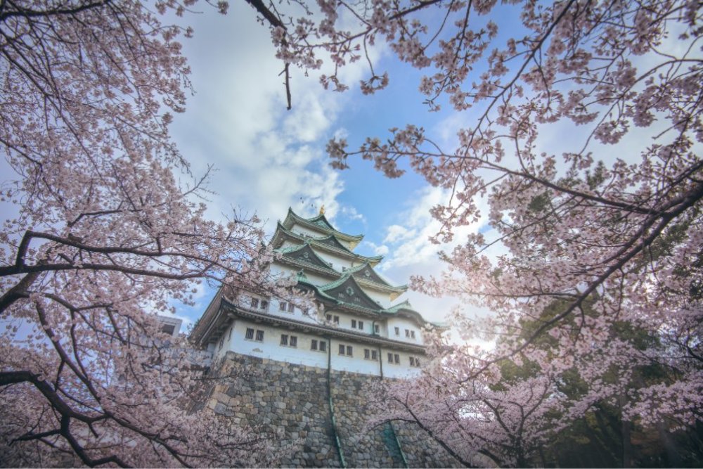 what to do in nagoya - Nagoya castle surrounded by cherry blossoms 