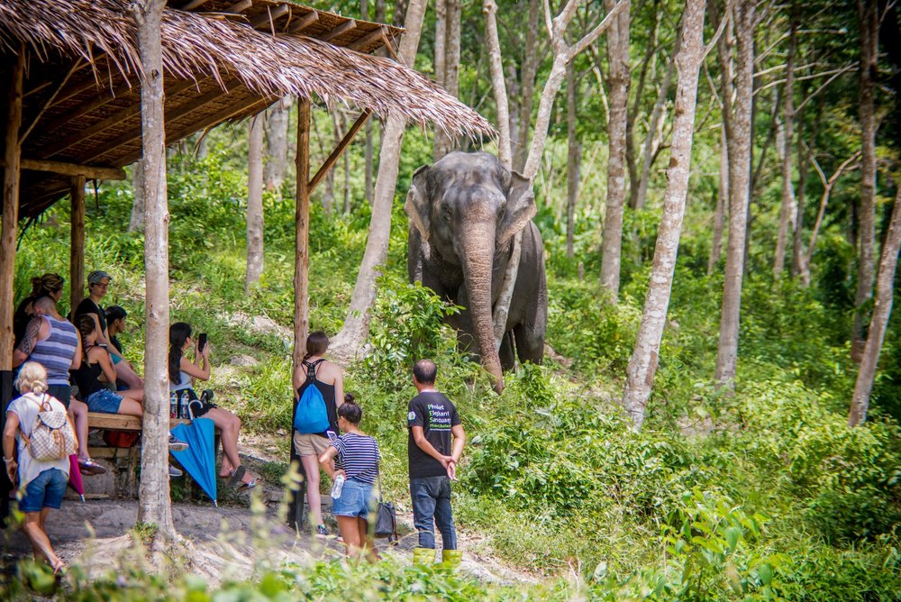 Klook Assessed Elephant Sanctuaries: Elephant Activities
