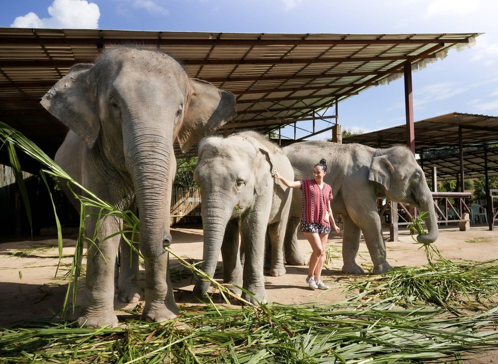 [Central] Klook Assessed Elephant Sanctuaries: Elephant Welfare