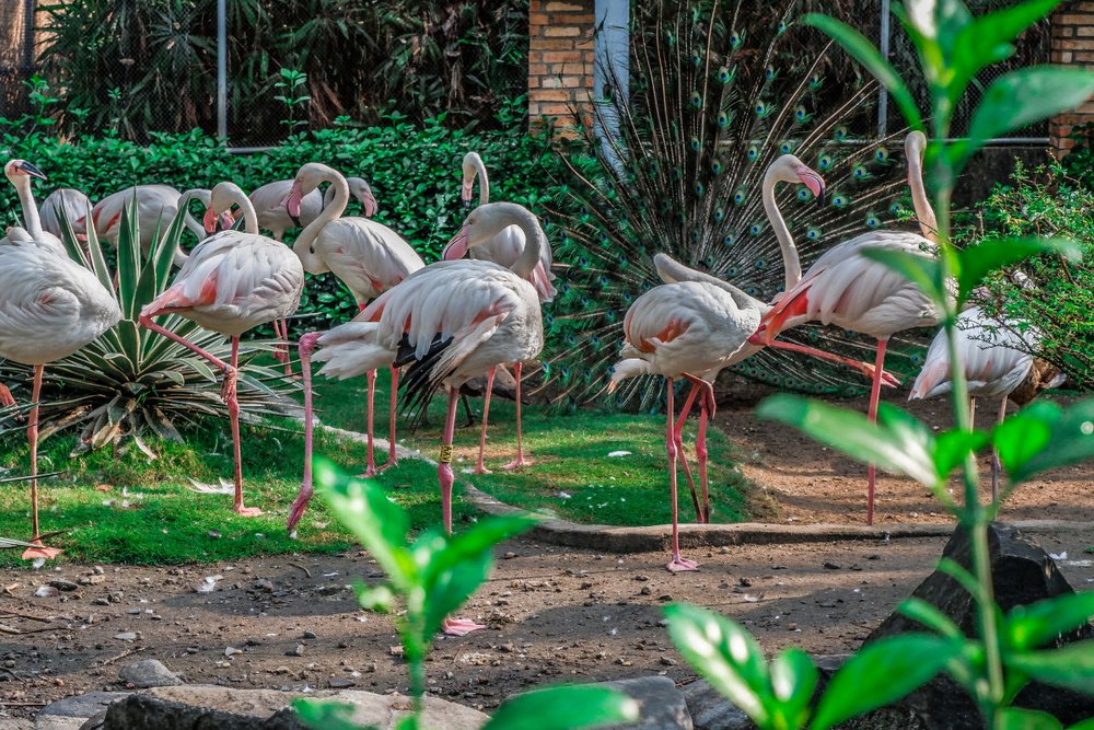 thao-cam-vien-sai-gon