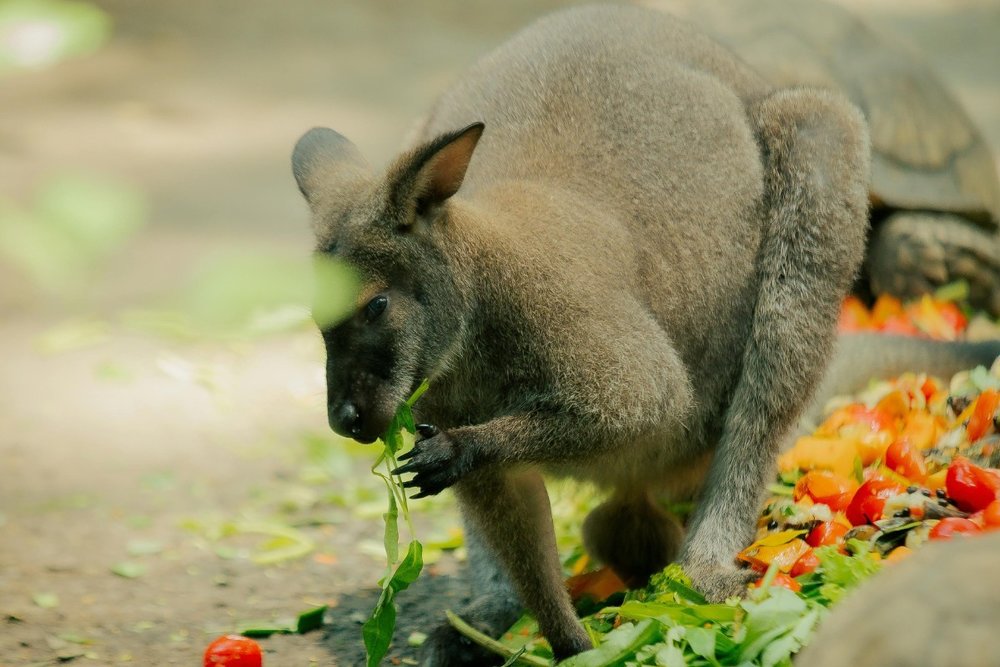 thao-cam-vien-sai-gon