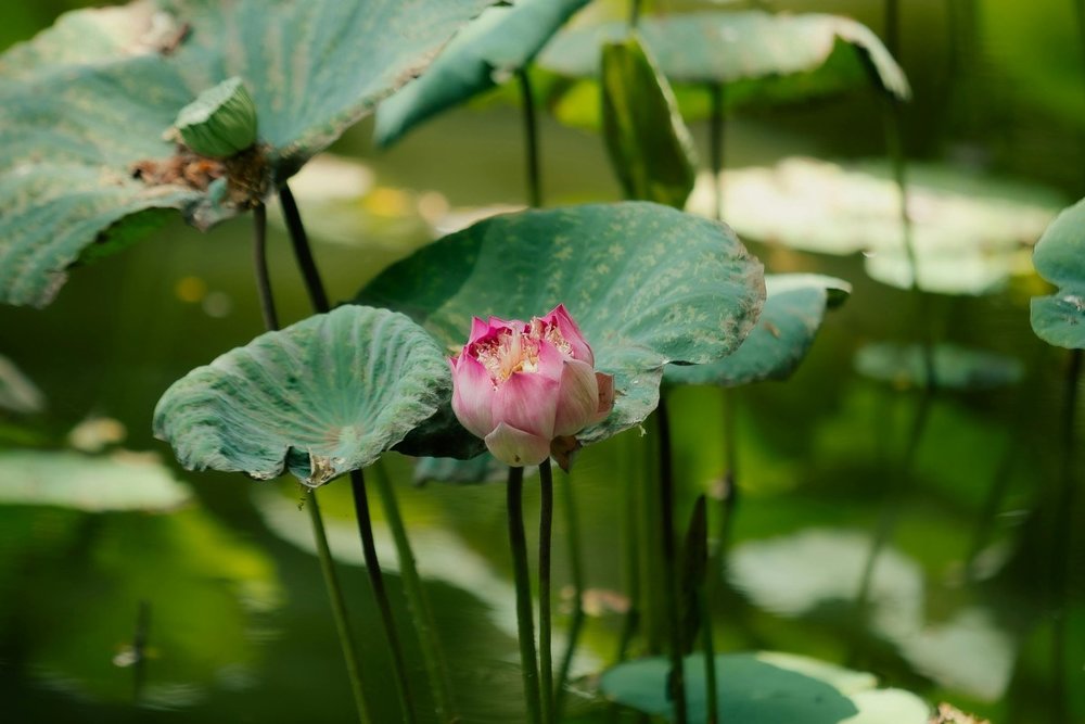 thao-cam-vien-sai-gon