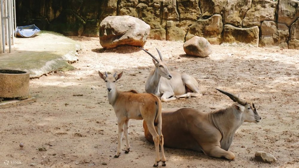 thao-cam-vien-sai-gon