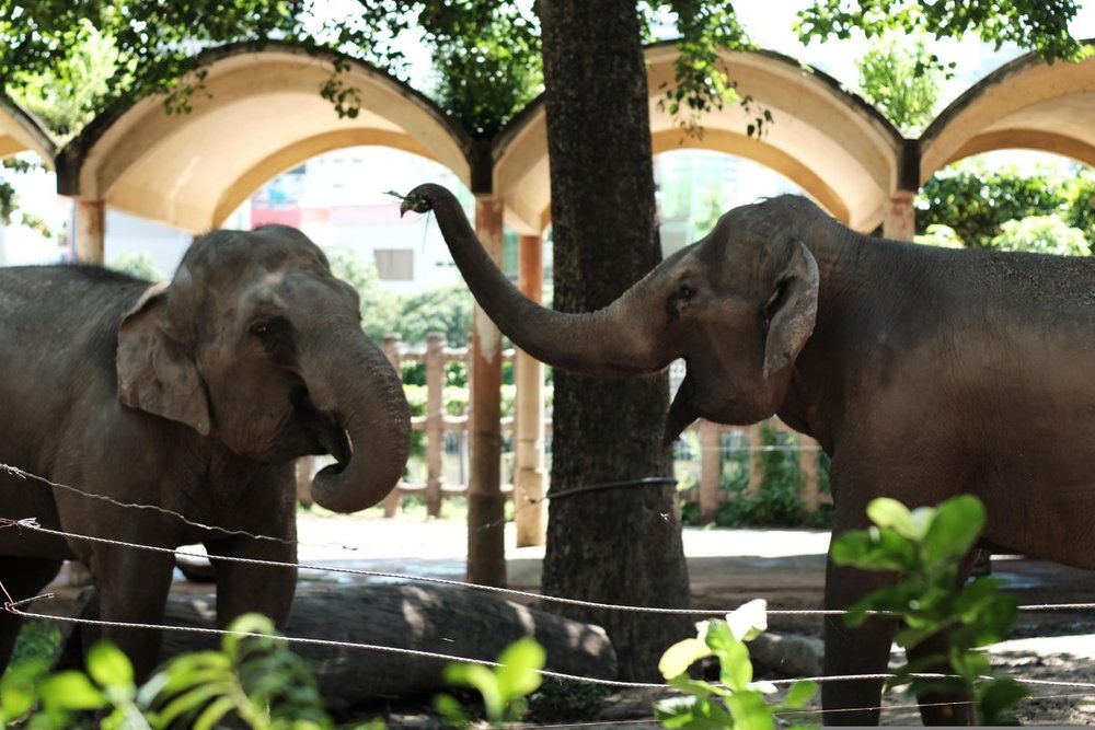 thao-cam-vien-sai-gon