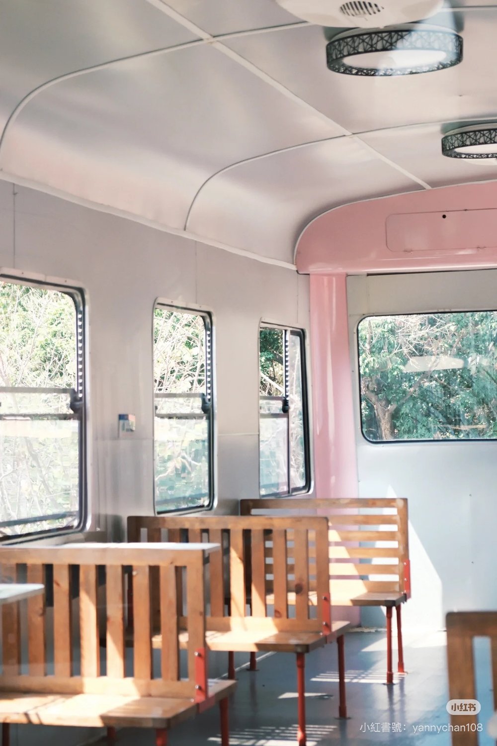 深圳櫻花,深圳賞櫻,深圳櫻花列車