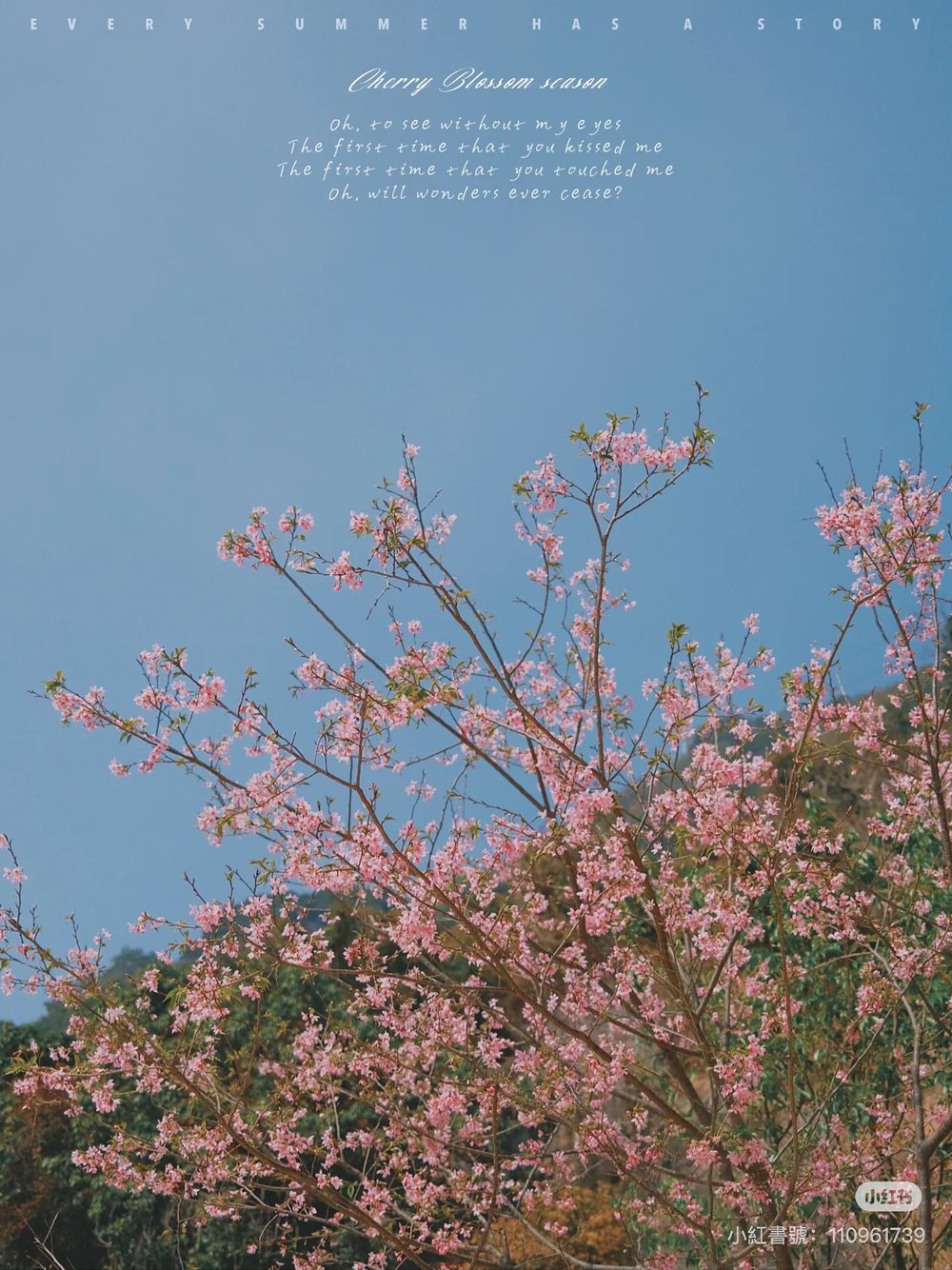 深圳櫻花,深圳賞櫻,深圳櫻花列車