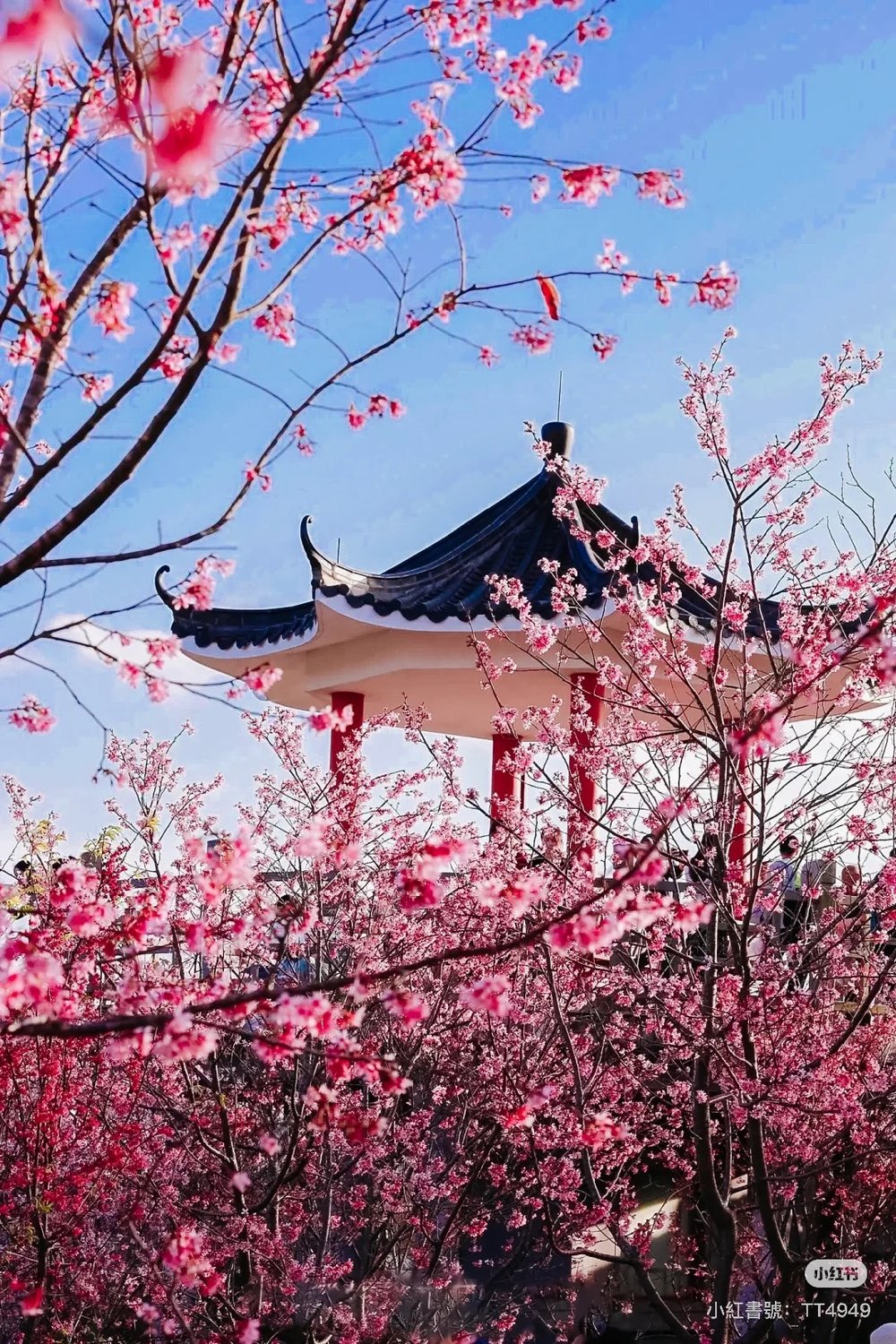 深圳櫻花,深圳賞櫻,小三洲櫻花,醉櫻亭