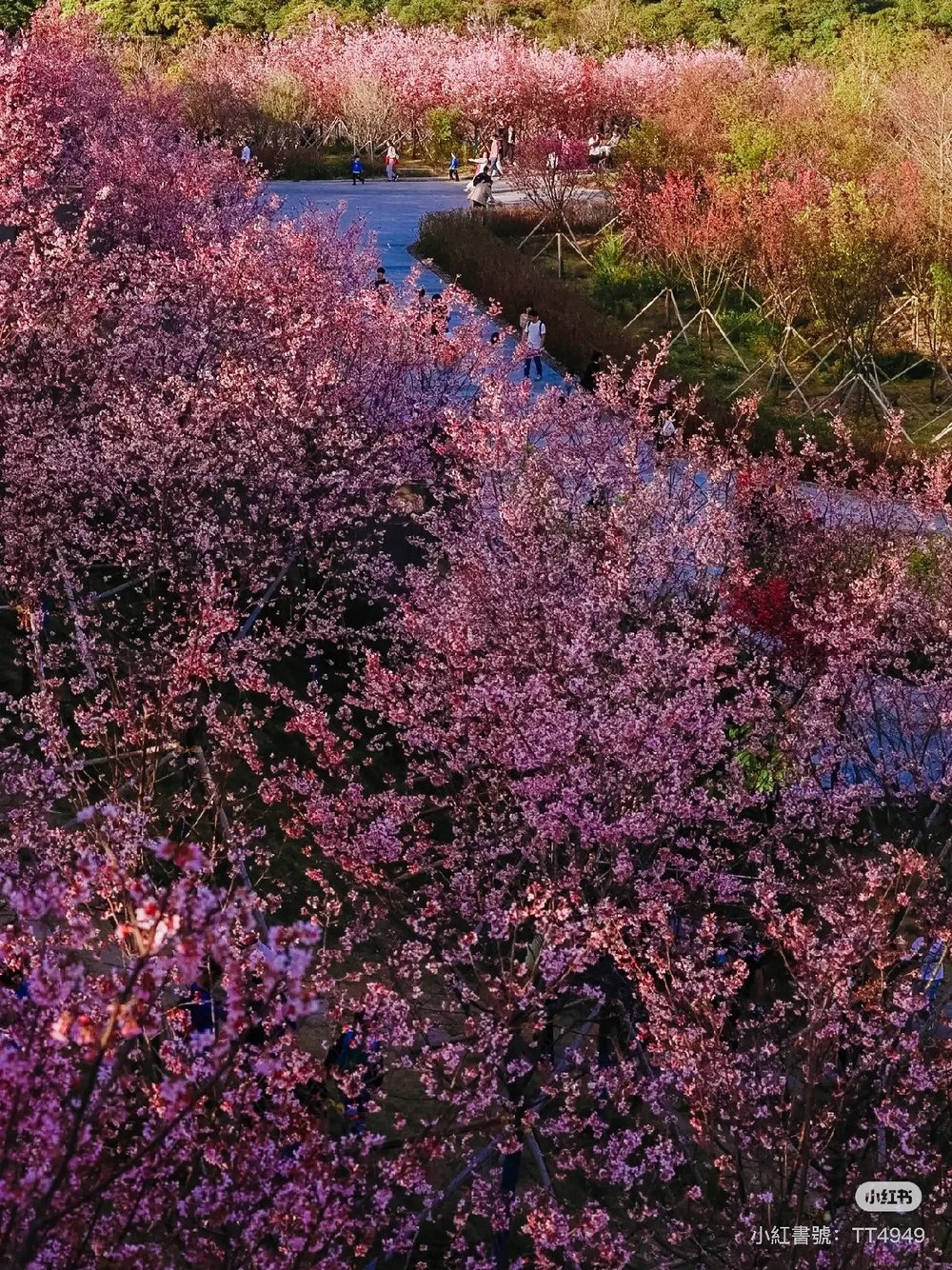 深圳櫻花,深圳賞櫻,小三洲櫻花,醉櫻亭