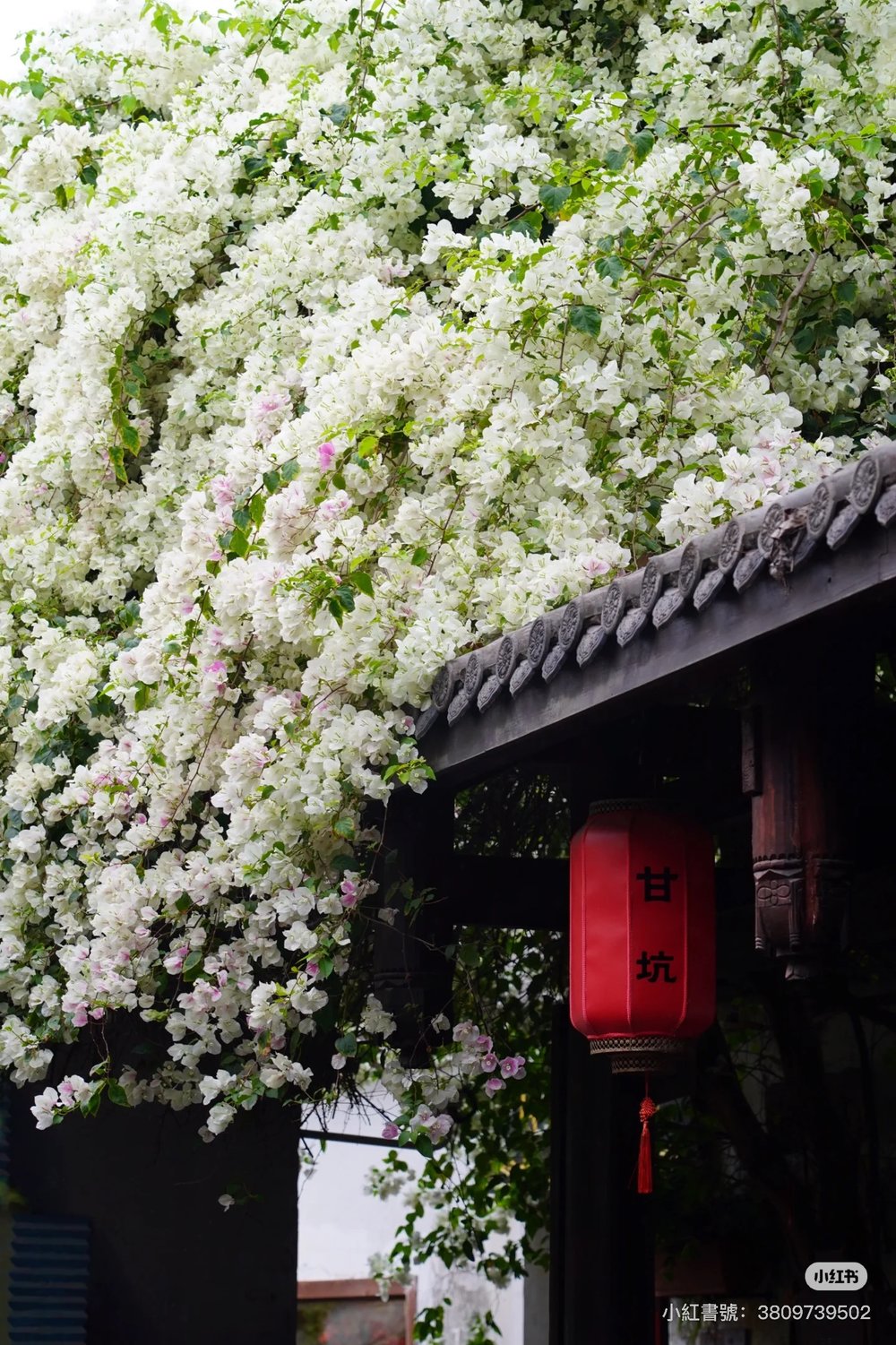 深圳櫻花,深圳賞櫻,甘坑古鎮