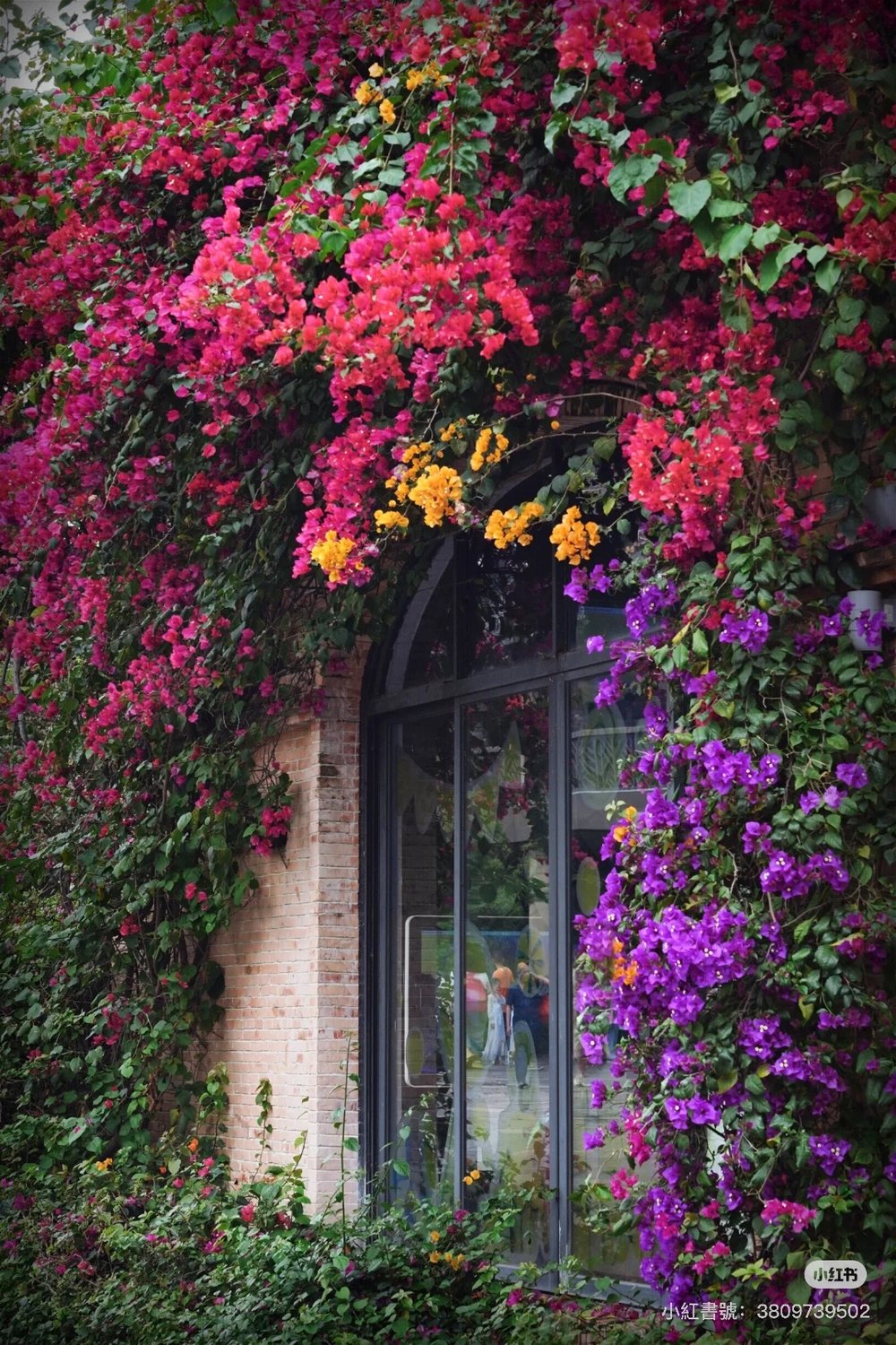 深圳櫻花,深圳賞櫻,甘坑古鎮