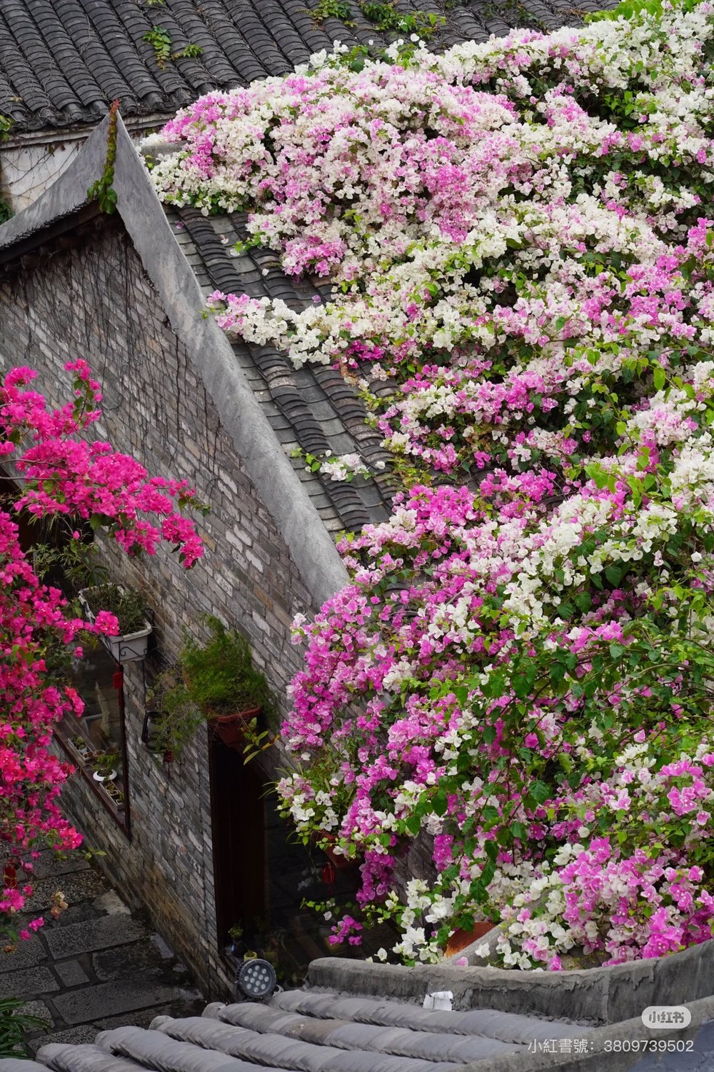 深圳櫻花,深圳賞櫻,甘坑古鎮