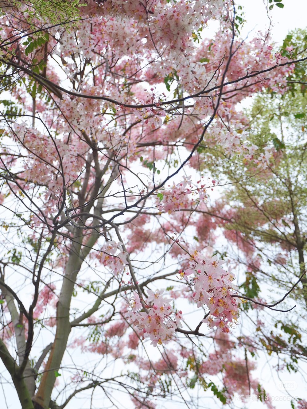 深圳櫻花,深圳賞櫻,四海公園