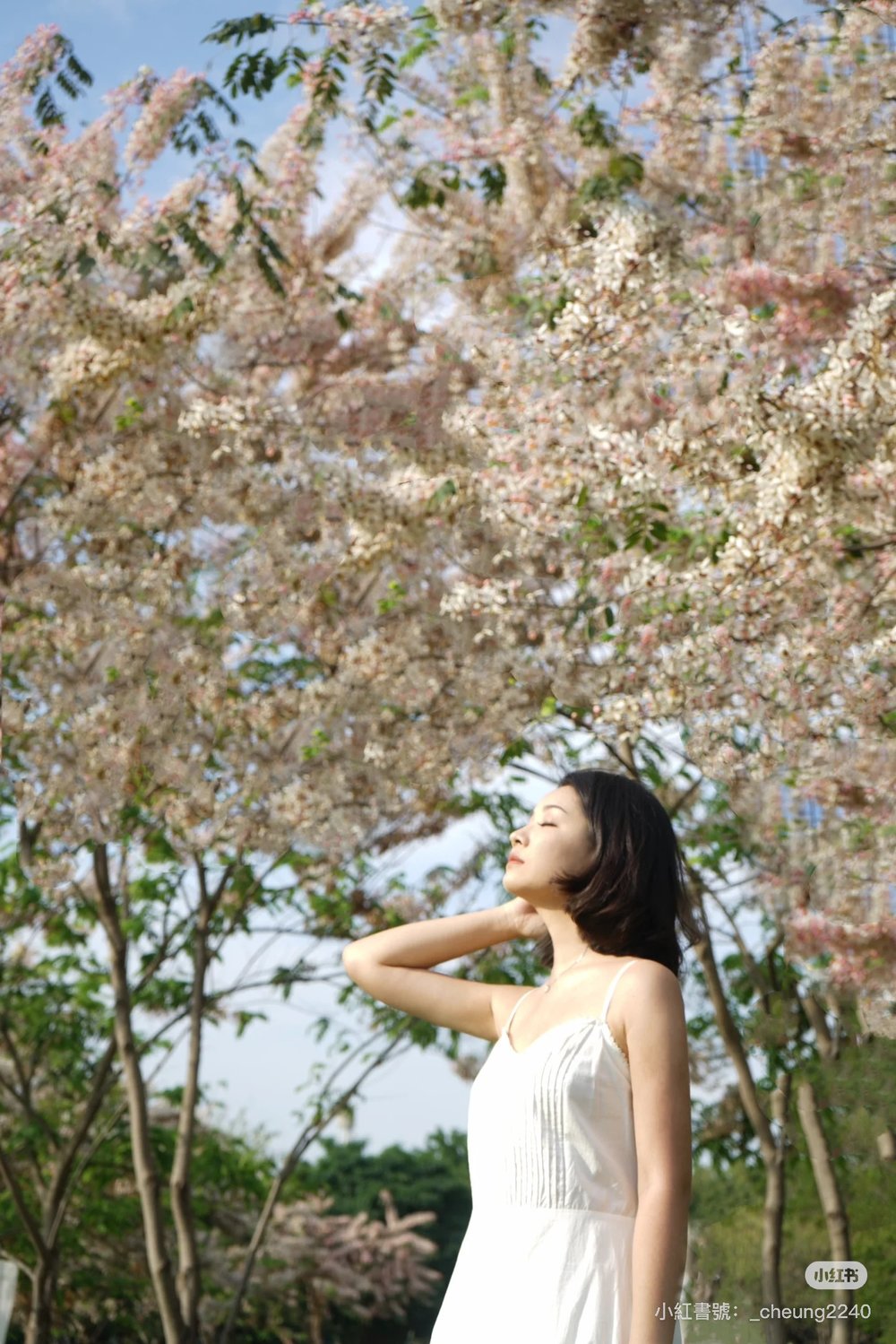 深圳櫻花,深圳賞櫻,開明公園
