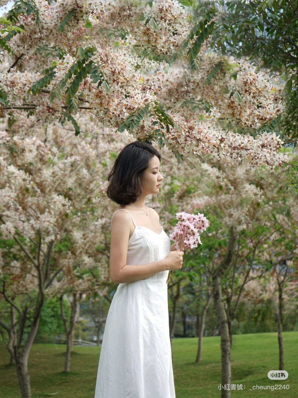深圳櫻花,深圳賞櫻,開明公園