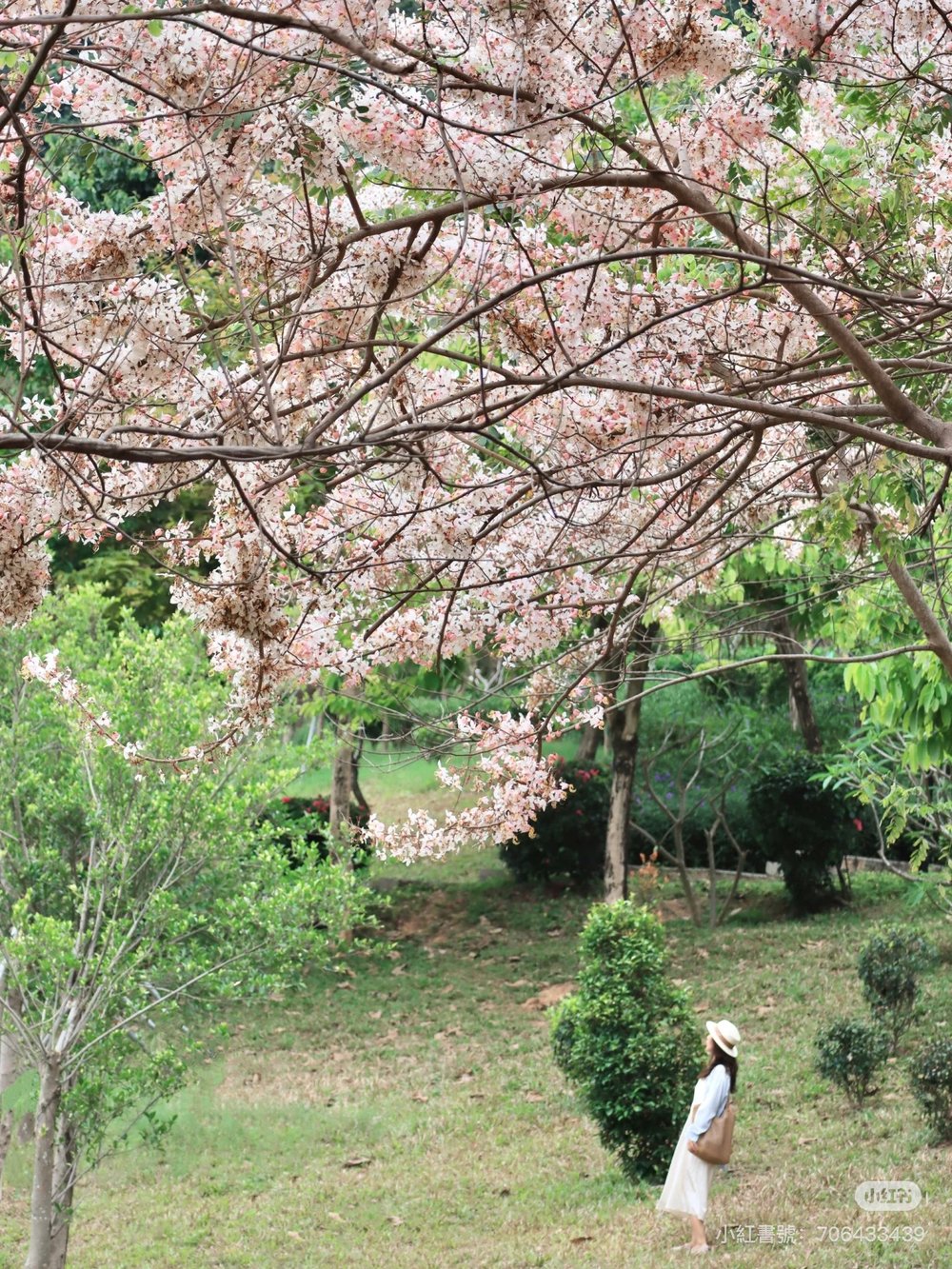 深圳櫻花,深圳賞櫻,企龍山足球公園