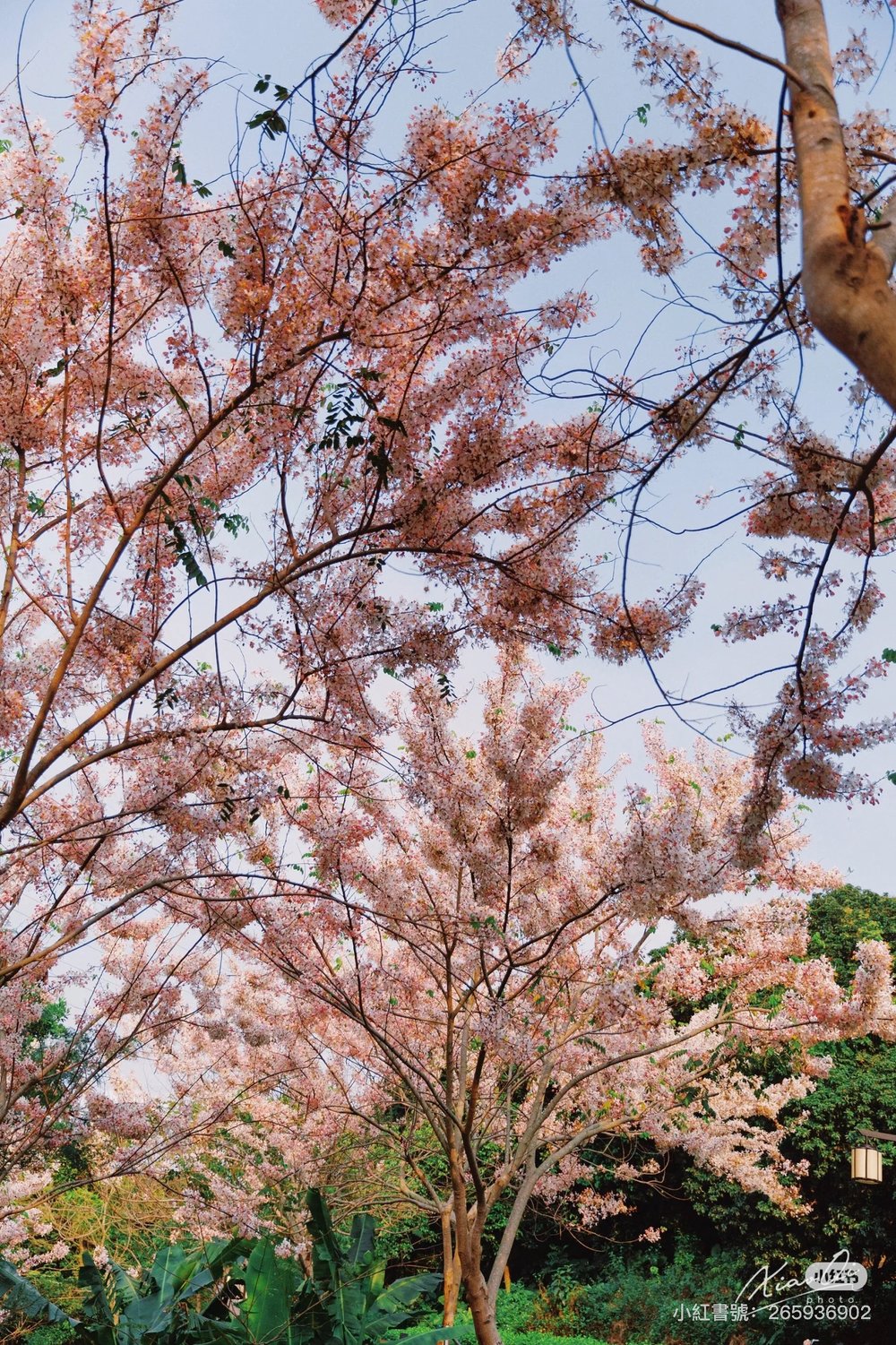深圳櫻花,深圳賞櫻,企龍山足球公園