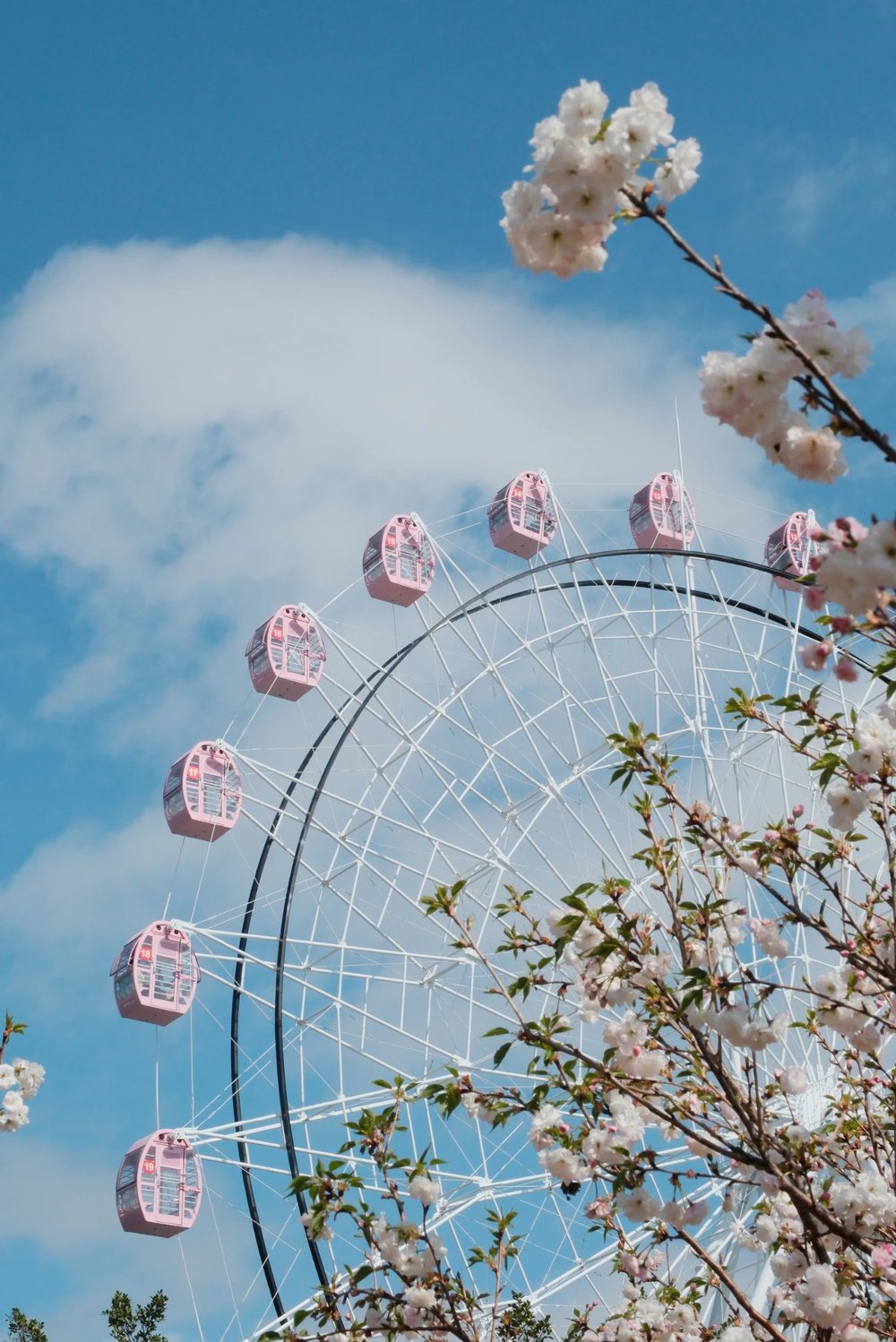 深圳櫻花,深圳賞櫻,觀瀾湖,觀瀾湖櫻花節