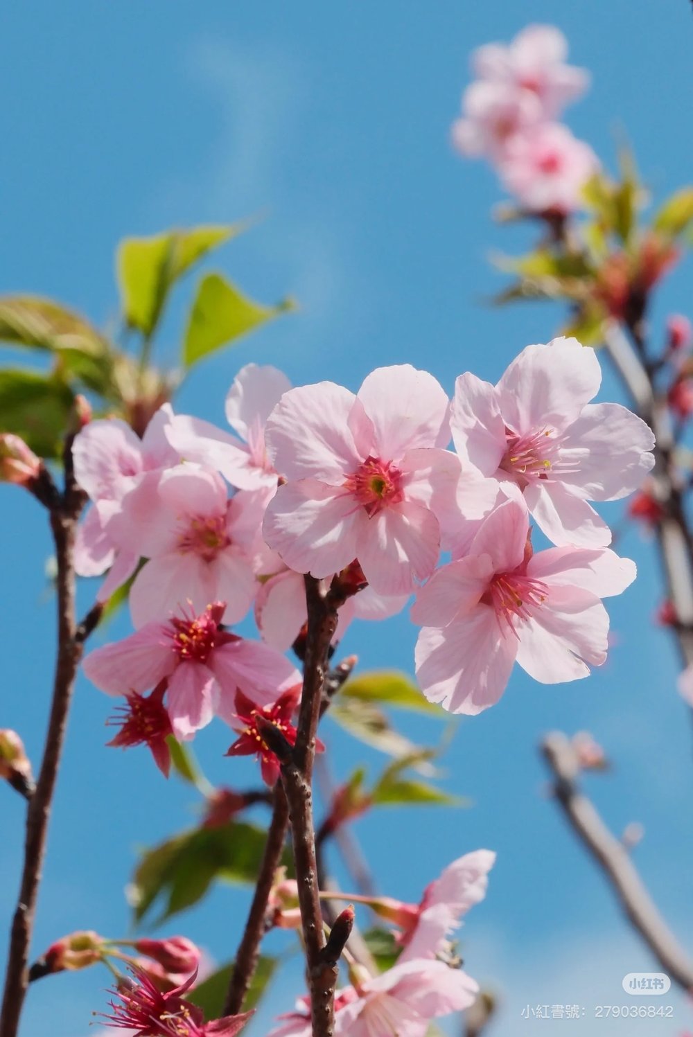 深圳櫻花,深圳賞櫻,觀瀾湖,觀瀾湖櫻花節