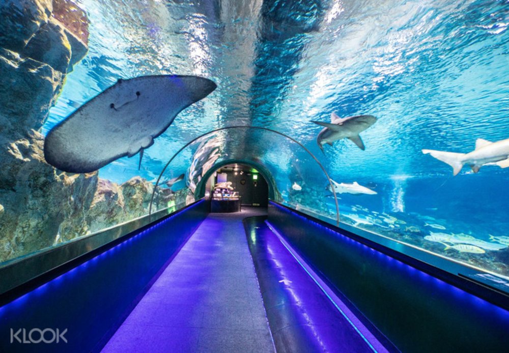 Thăm Thủy Cung Coex - Seoul