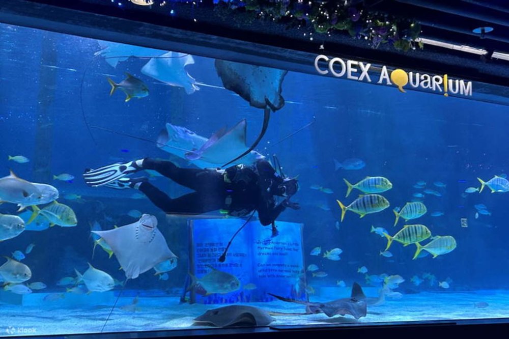 Thăm Thủy Cung Coex - Seoul