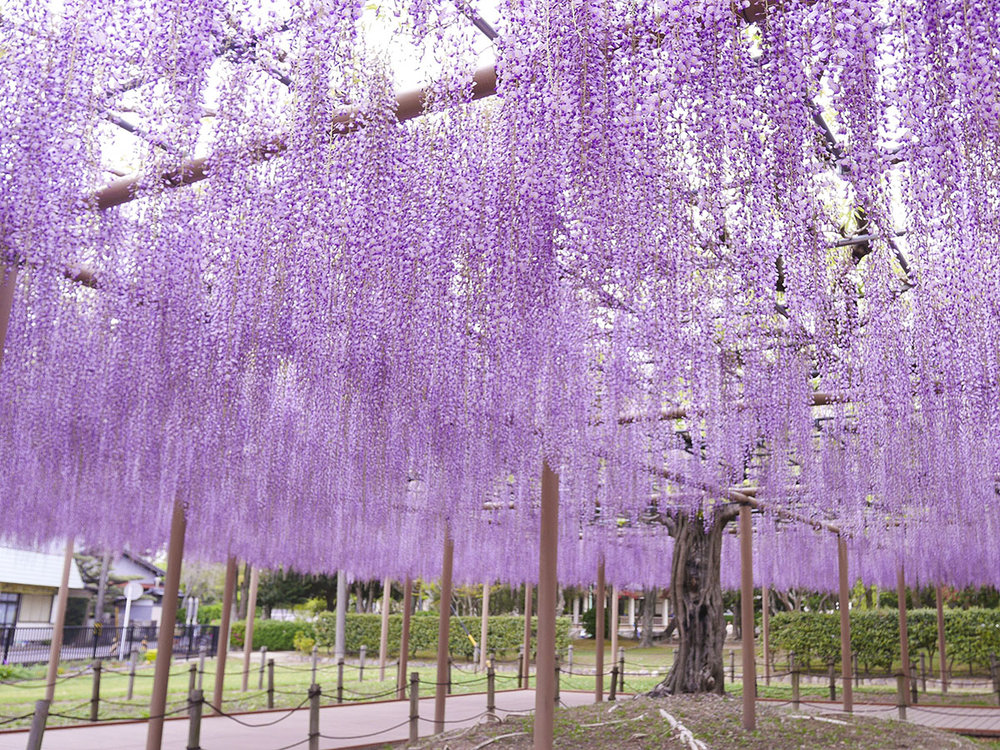 津島天王川公園藤花祭