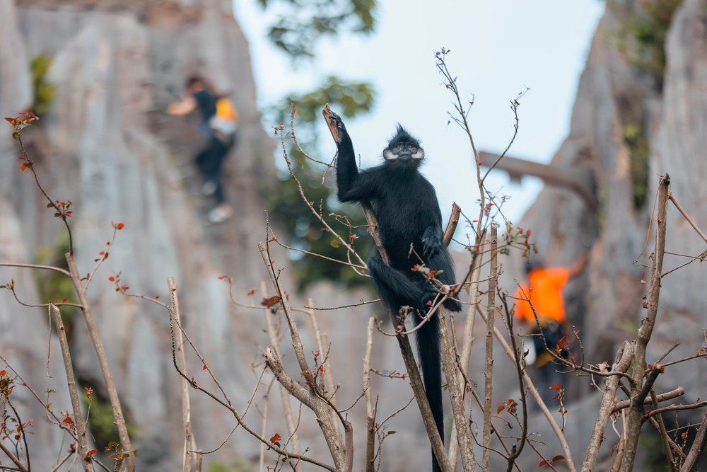 Rainforest Wild ASIA at Mandai Wildlife Reserve Singapore - Francois Langur