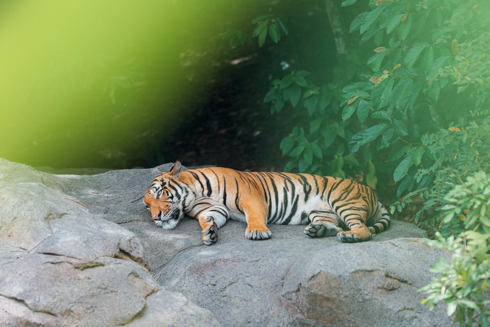 Rainforest Wild ASIA at Mandai Wildlife Reserve Singapore - Malayan Tiger