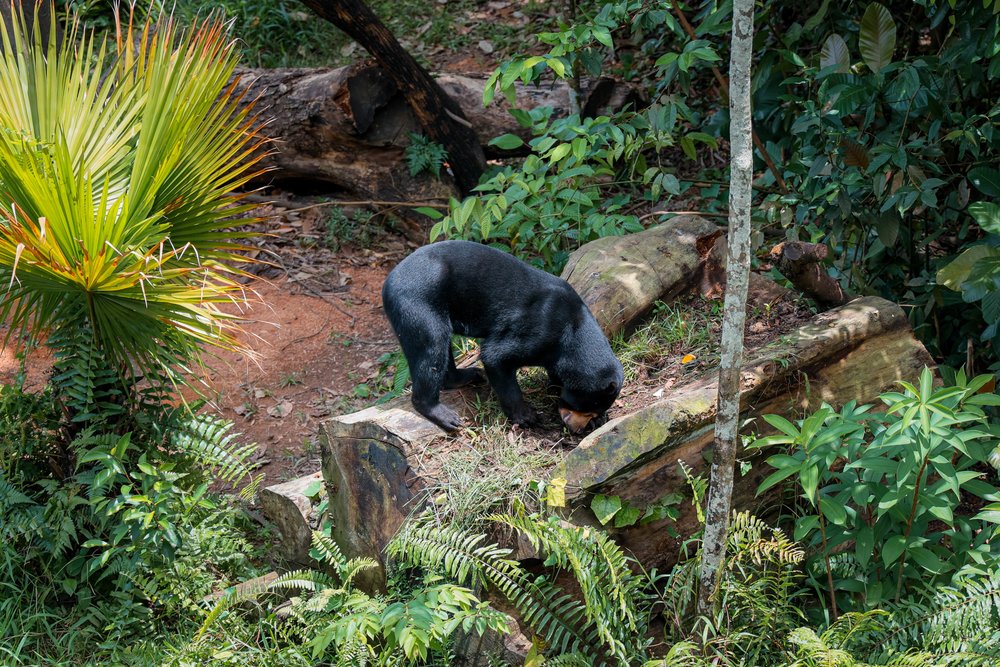 Rainforest Wild ASIA at Mandai Wildlife Reserve Singapore - Malayan Sun Bear