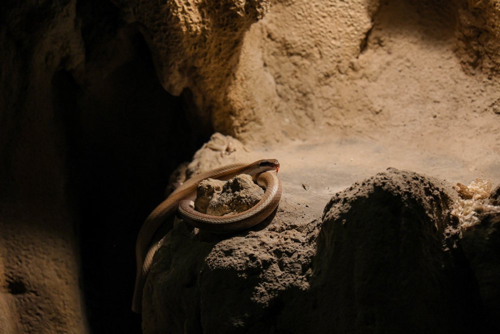 Rainforest Wild ASIA at Mandai Wildlife Reserve Singapore - The Cavern Snake