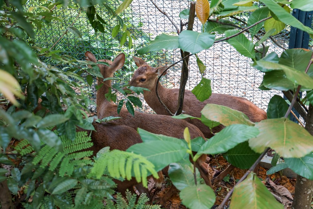 Rainforest Wild ASIA at Mandai Wildlife Reserve Singapore - Philippine Spotted Deer