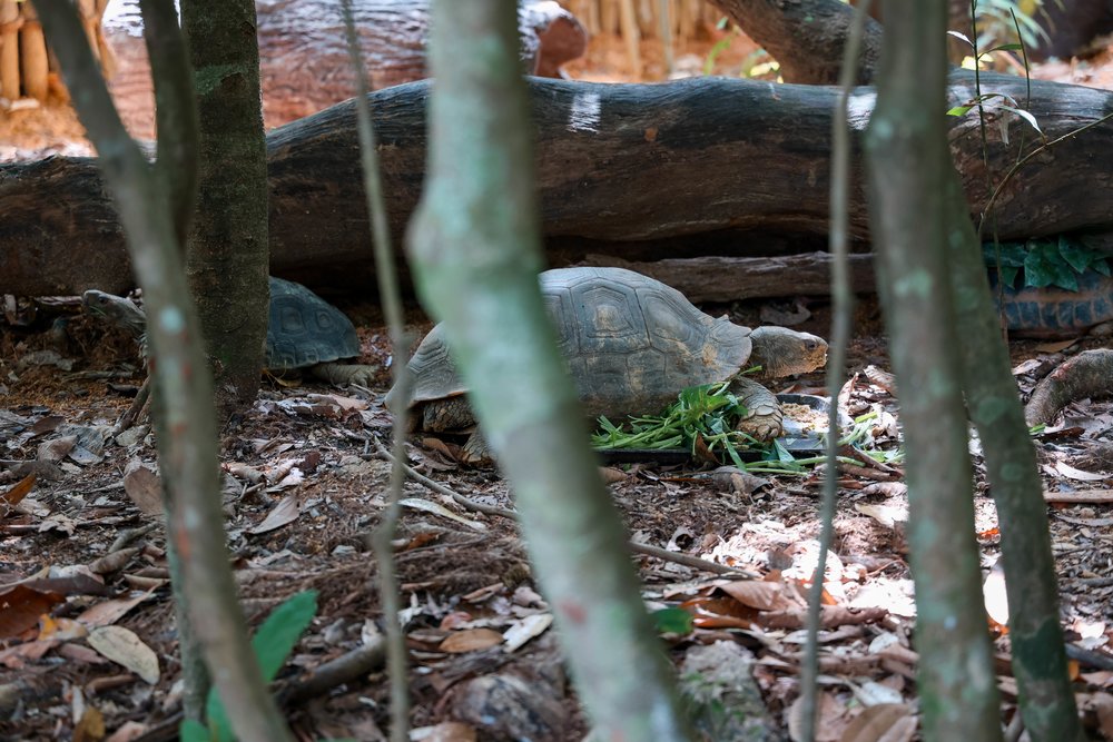 Rainforest Wild ASIA at Mandai Wildlife Reserve Singapore - Tortoise