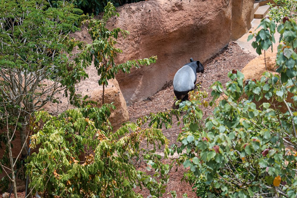 Rainforest Wild ASIA at Mandai Wildlife Reserve Singapore - Malayan Tapir
