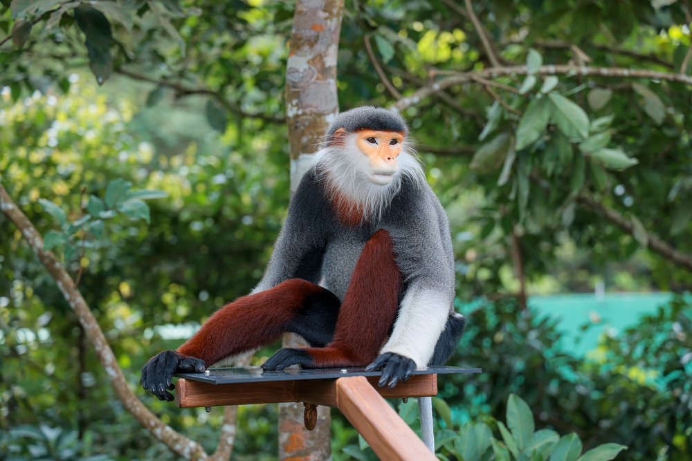 Rainforest Wild ASIA at Mandai Wildlife Reserve Singapore - Red-shanked Douc Langurs