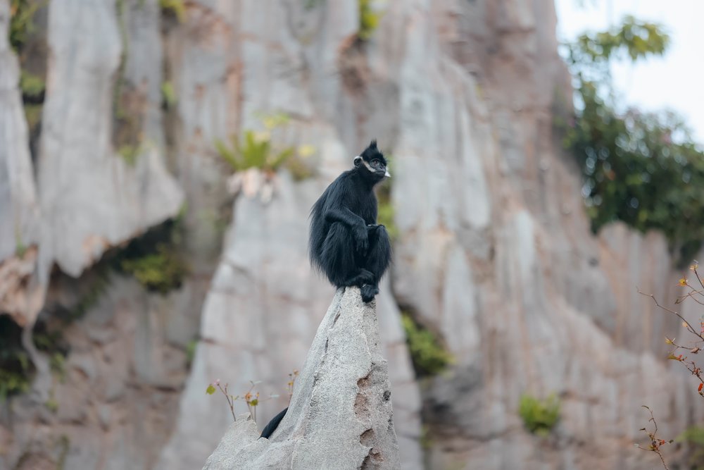 Rainforest Wild ASIA at Mandai Wildlife Reserve Singapore - Francois Langur at The Karsts