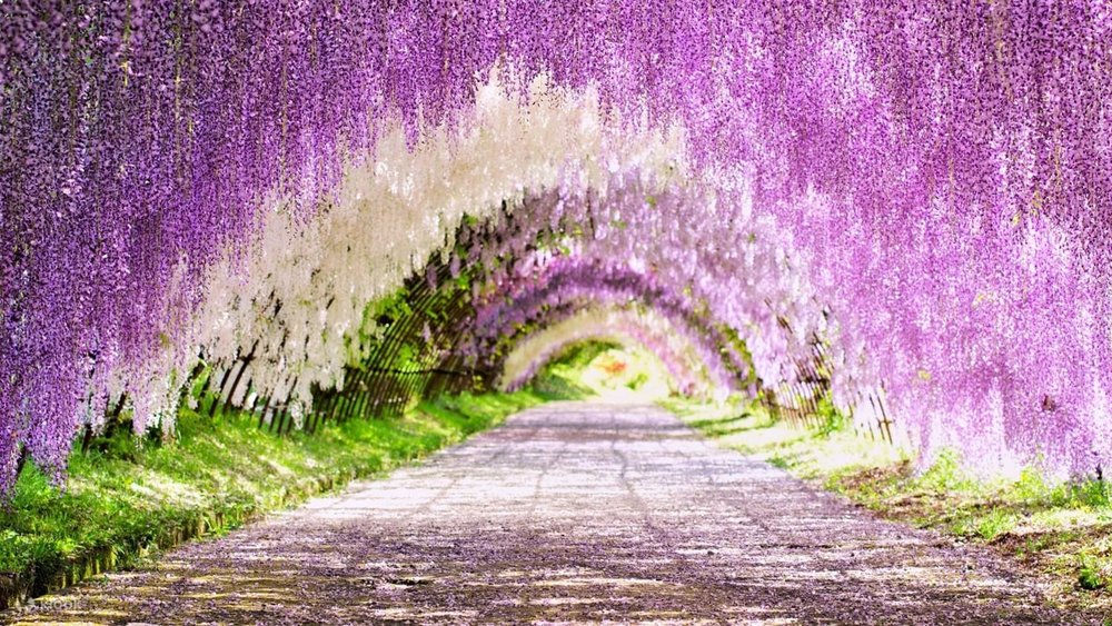 Vườn Hoa Tử Đằng Nhật Bản Kawachi Fujien (Fukuoka)
