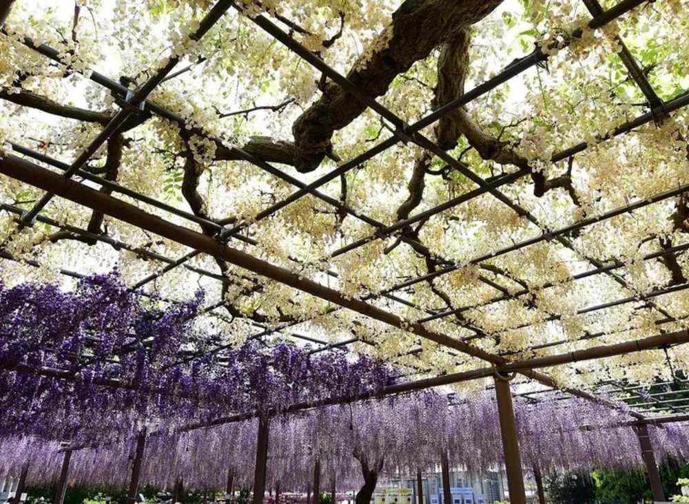 Công Viên Tennogawa (Aichi)