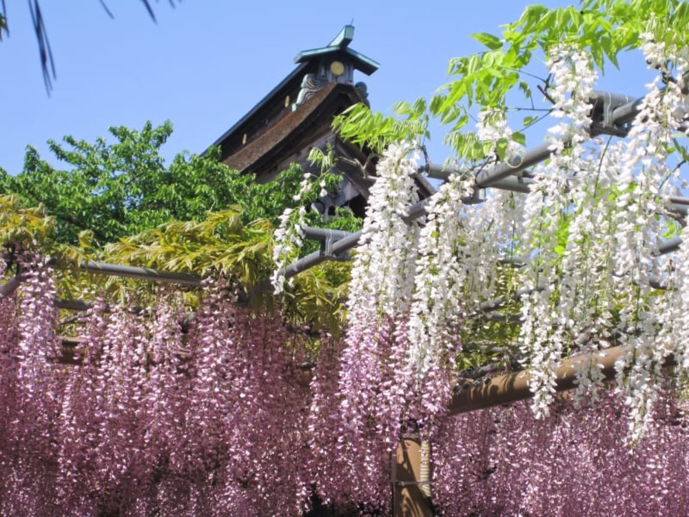 mua-hoa-tu-dang-nhat-ban-10