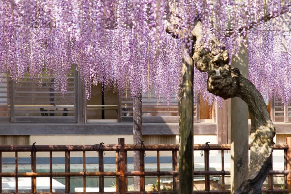 Đền Myofukuji (Chiba)