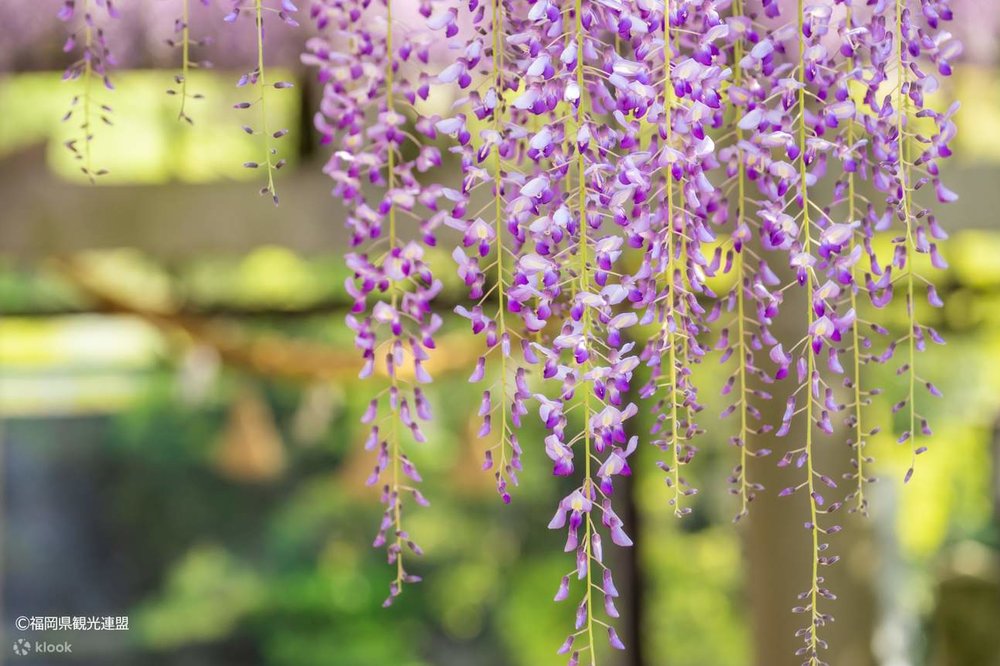 Kinh Nghiệm Tham Quan Và Chụp Ảnh Cùng Hoa Tử Đằng