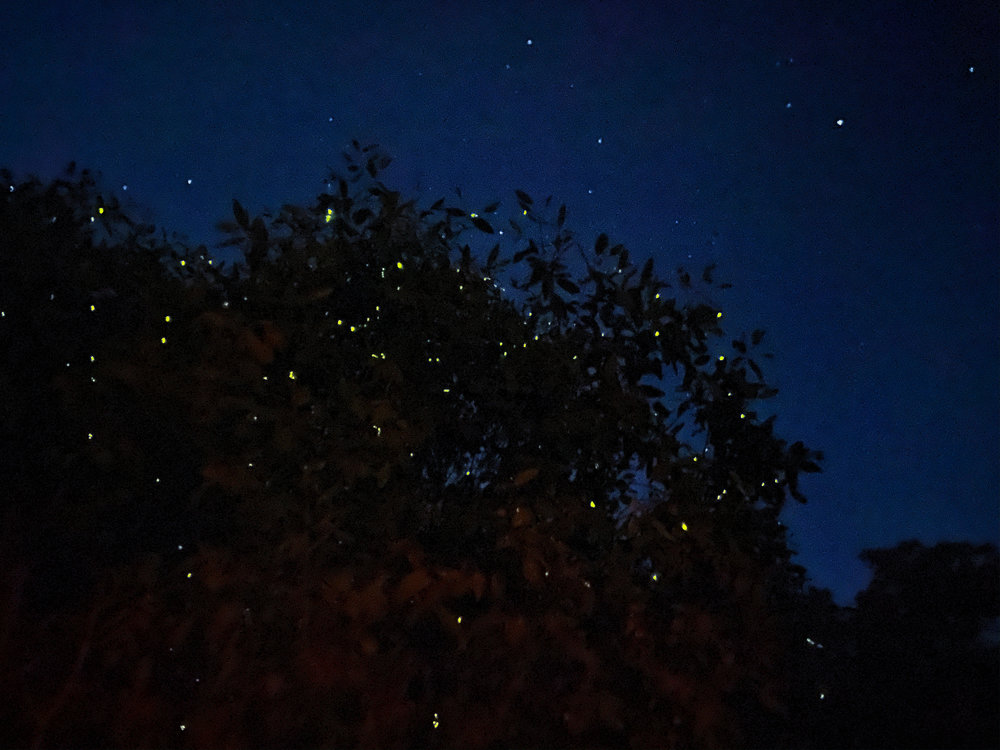 [MY EN] Kuala Lumpur Fireflies Tour+Blue Tears with Dinner Tour