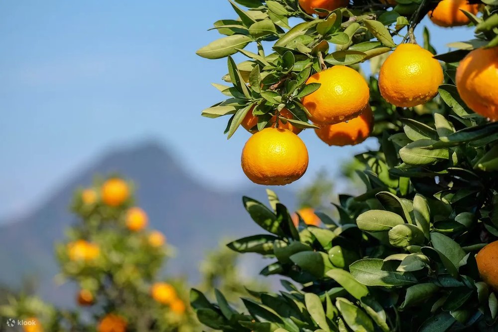 島波海道行經島嶼 #2:因島