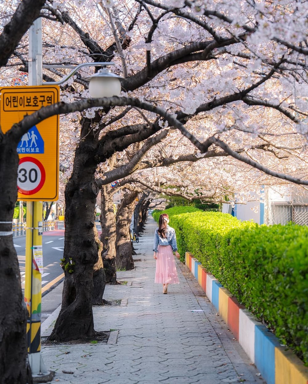 釜山賞櫻自駕遊