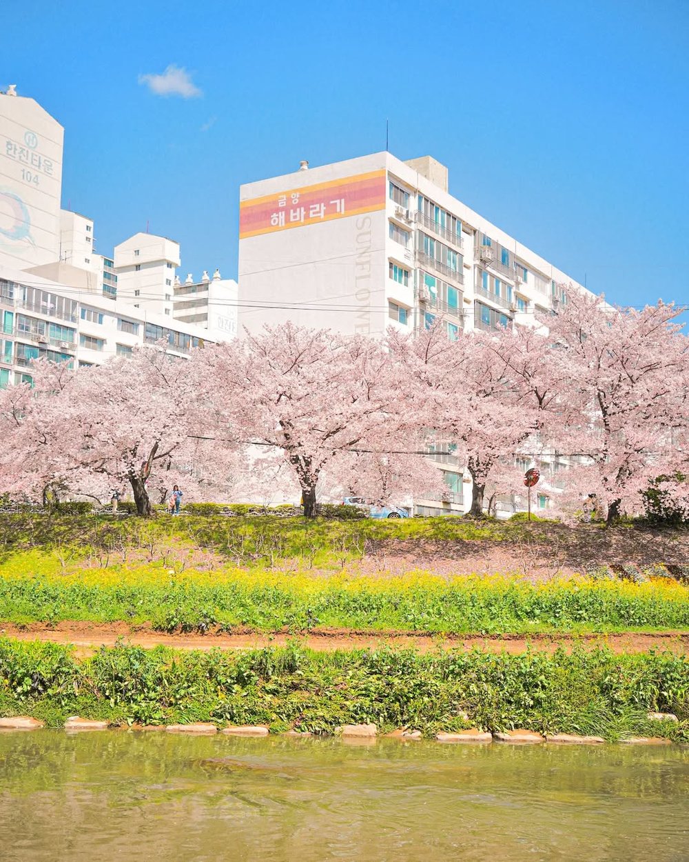 釜山賞櫻自駕遊